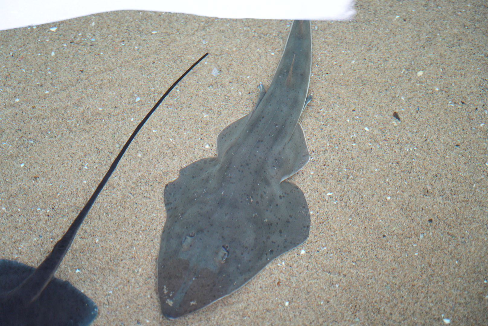 Shovelnose Guitarfish
