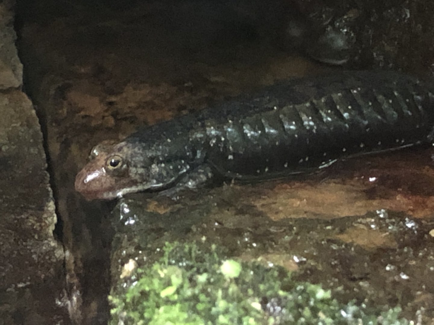 Shovelnose Salamander (Desmognathus marmoratus)