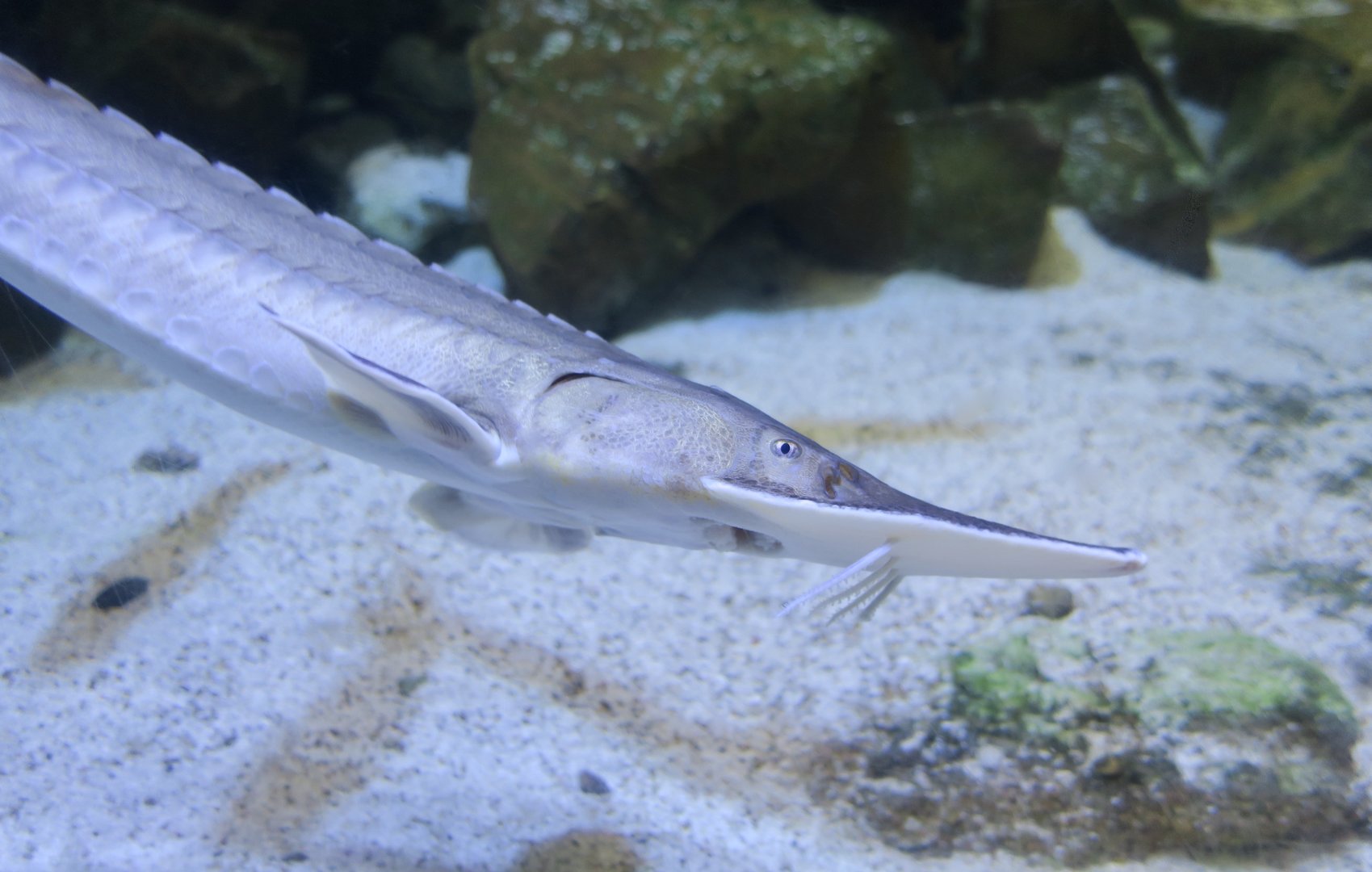 Shovelnose Sturgeon (Scaphirhynchus platorhynchus)