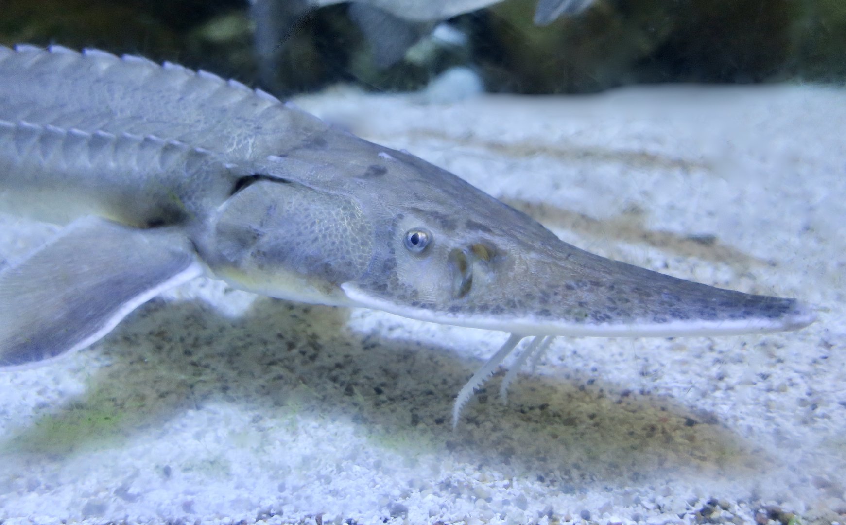 Shovelnose Sturgeon (Scaphirhynchus platorhynchus)