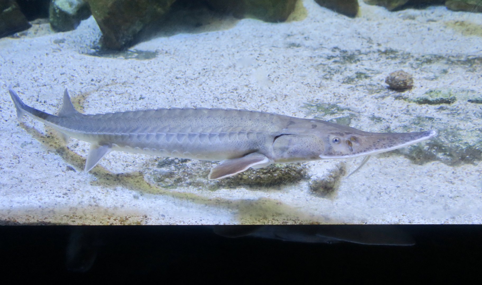 Shovelnose Sturgeon (Scaphirhynchus platorhynchus)