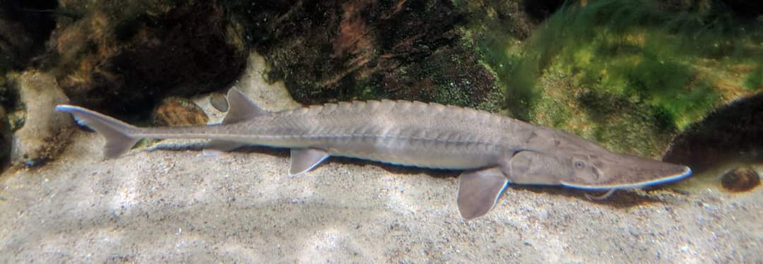 Shovelnose sturgeon (Scaphirhynchus platorynchus)