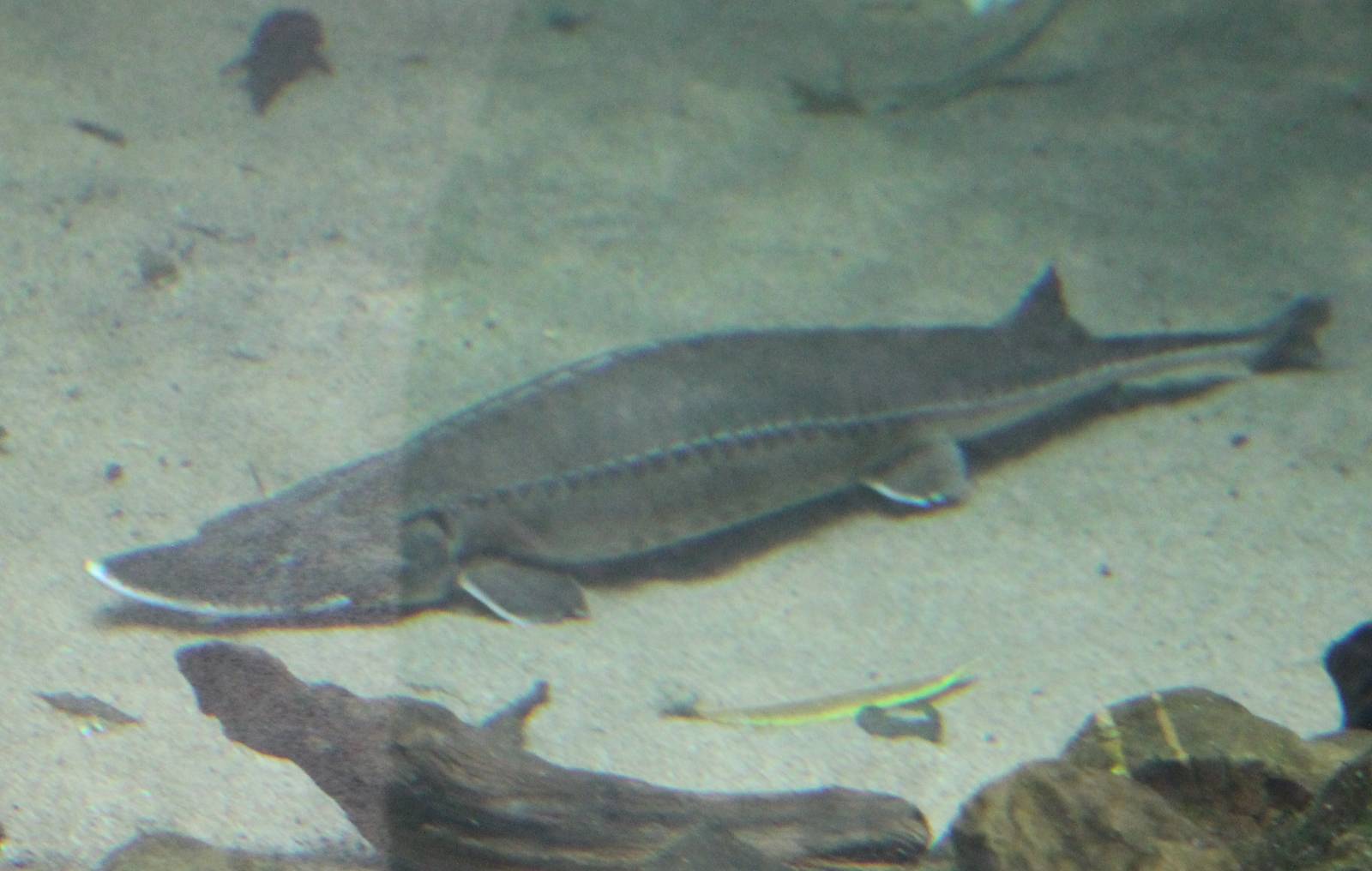 Shovelnose sturgeon