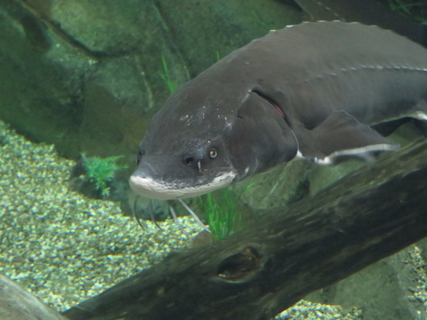 Shovelnose sturgeon?