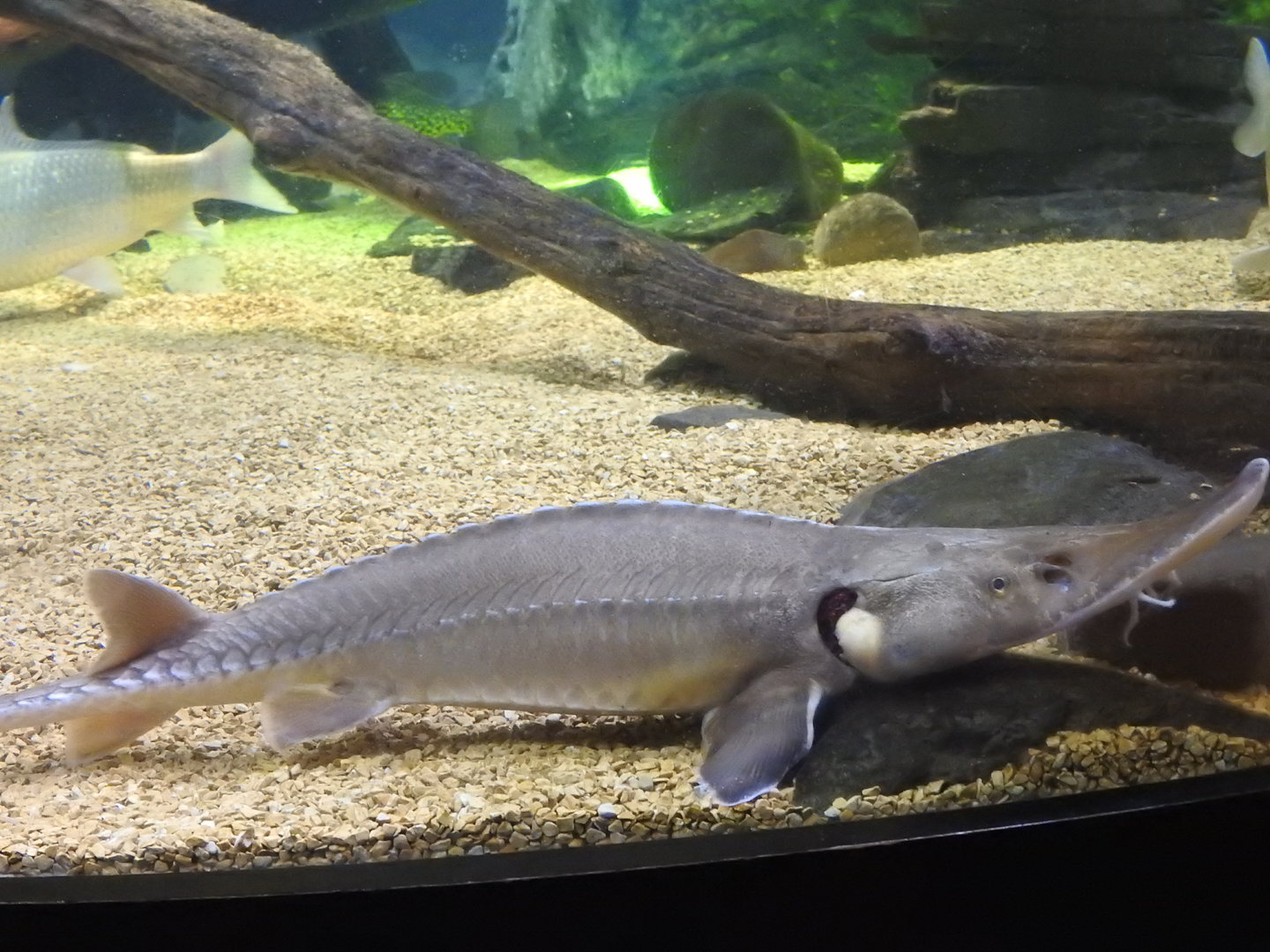 Shovelnose Sturgeon