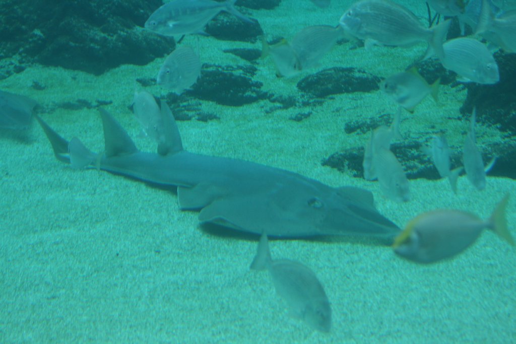 Shovelnosed Ray