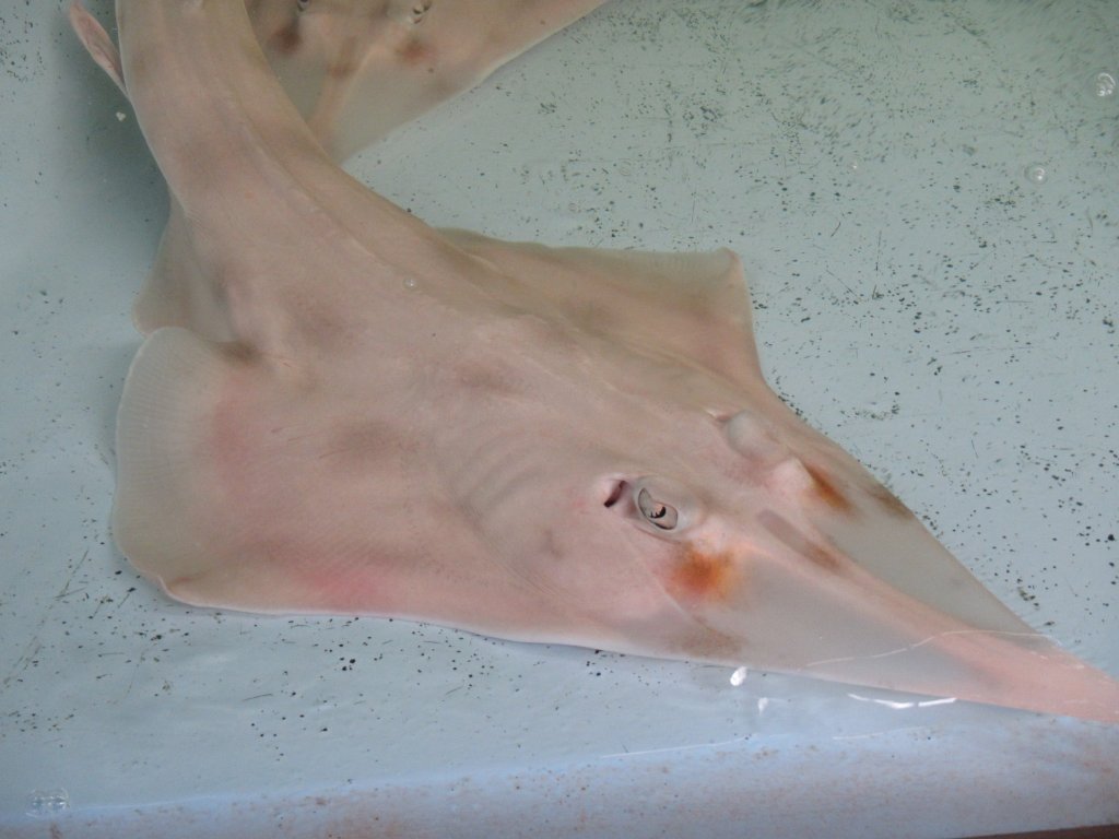 Shovelnosed Ray