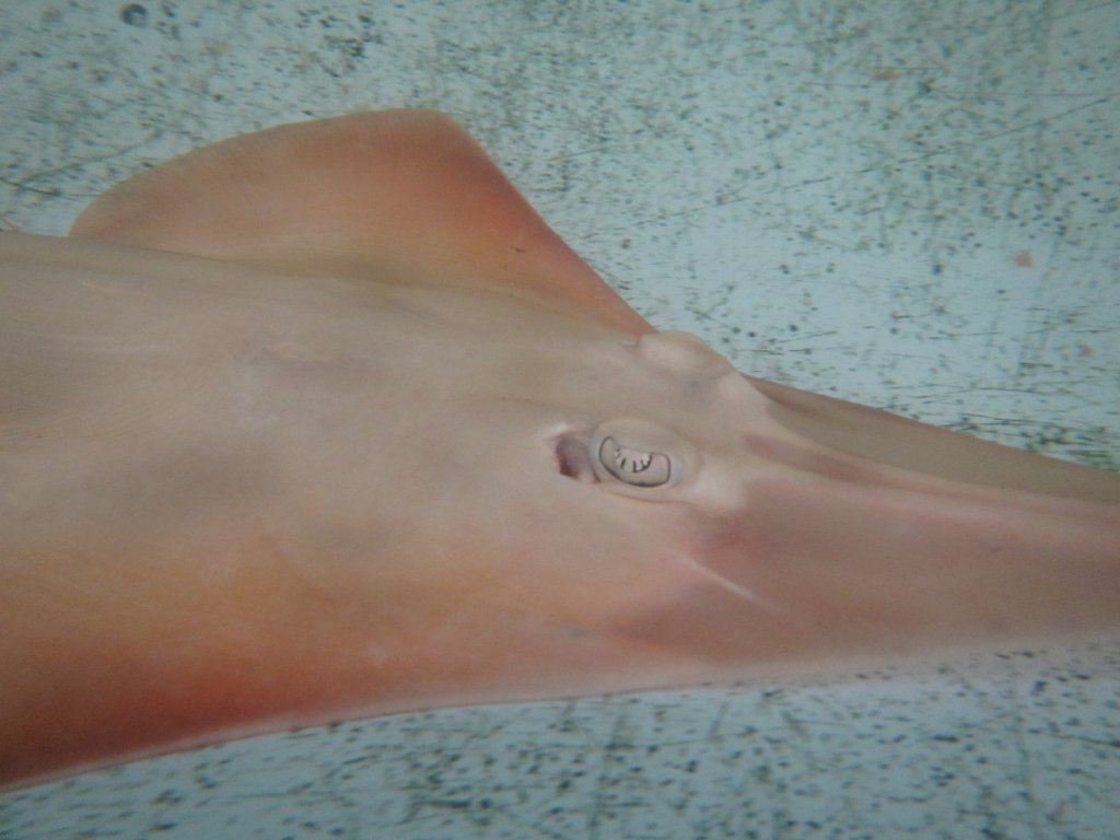 Shovelnosed Ray