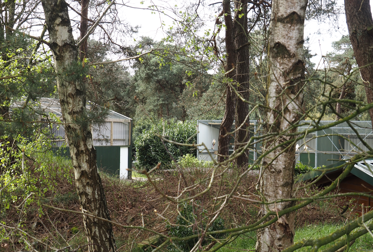 Show bird and Off-show aviaries, 2024-04-06