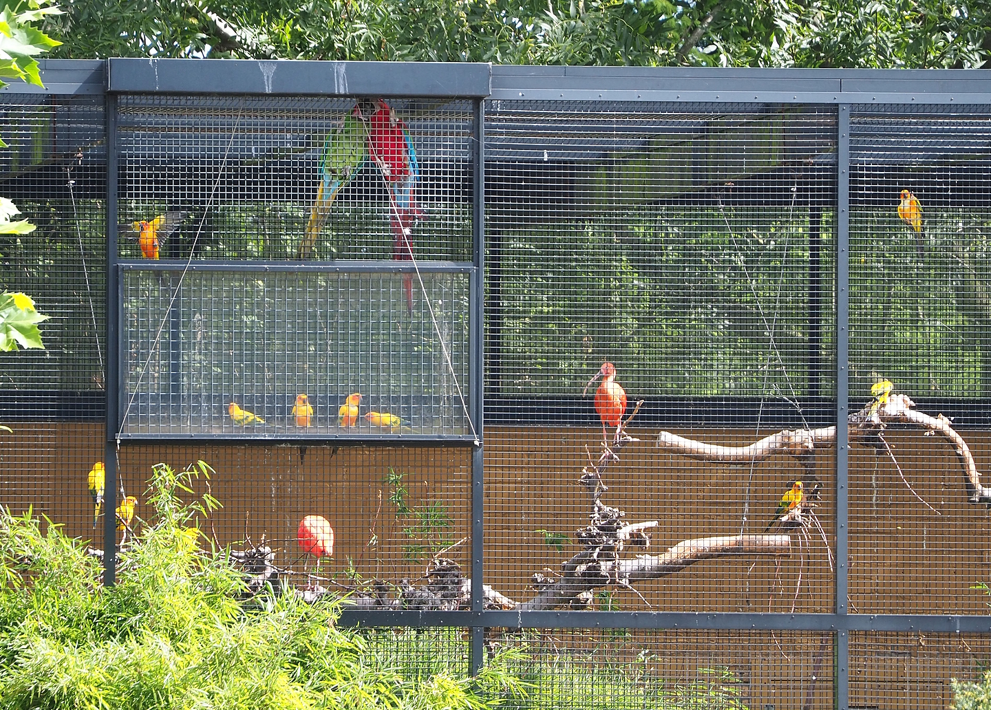 Show birds waiting for their showtime, 2022-08-28