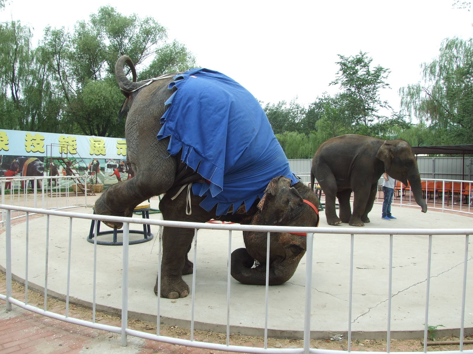 Show elephant on loan from Shenzhen