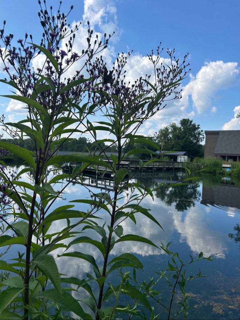 Show Pond (Wolf Lake State Fish Hatchery, Mattawan, MI, 8/7/25)