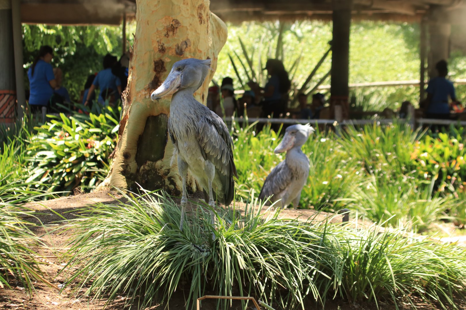 Showbills (June 2019)