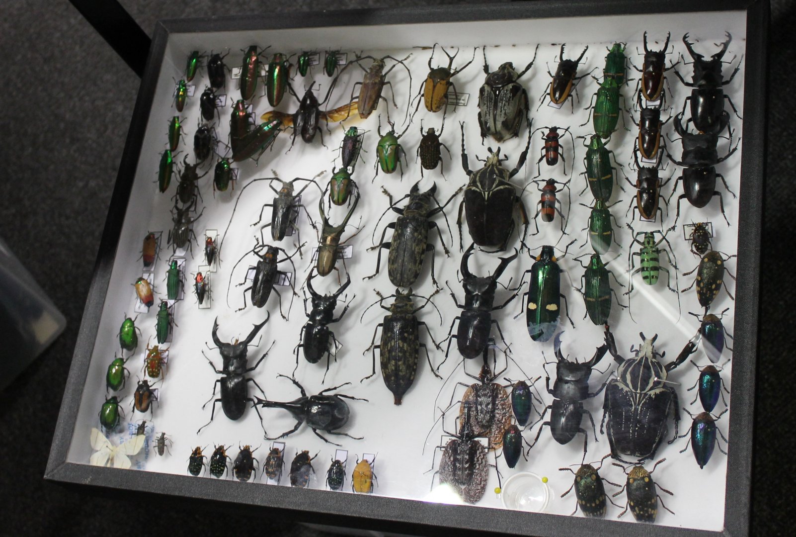 Showcase Beetle-specimens