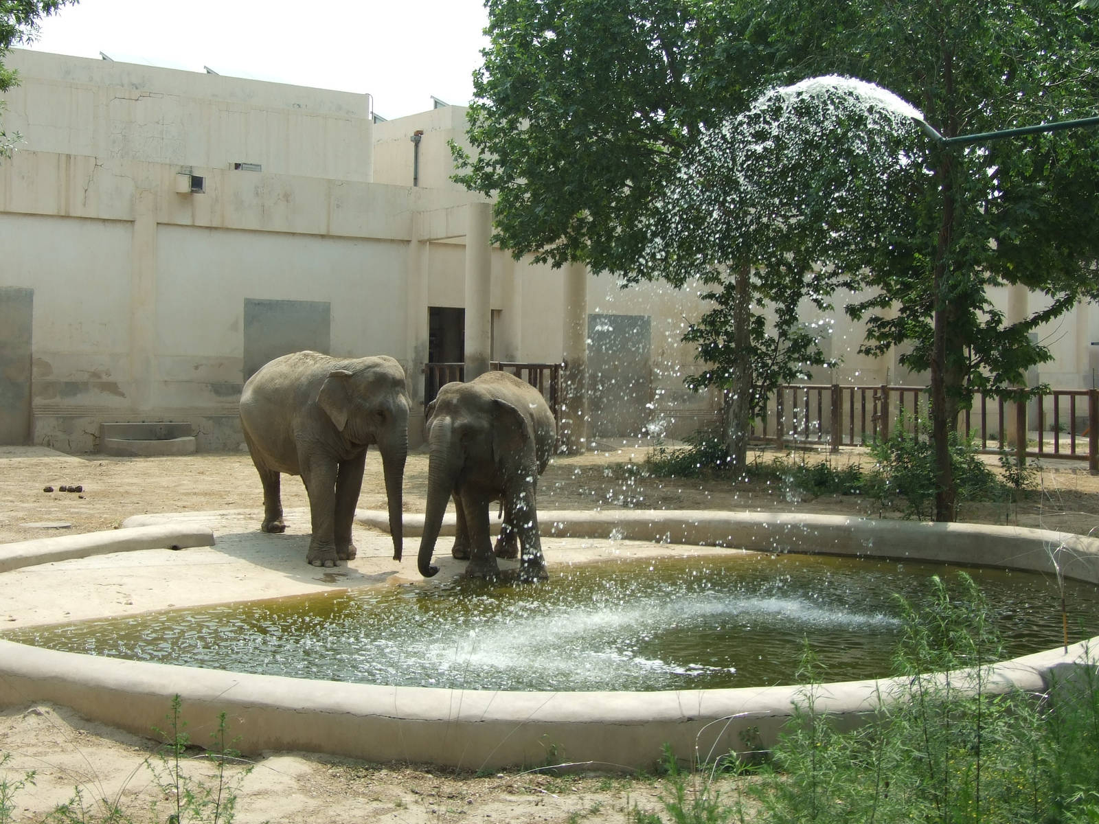 Shower for elephants
