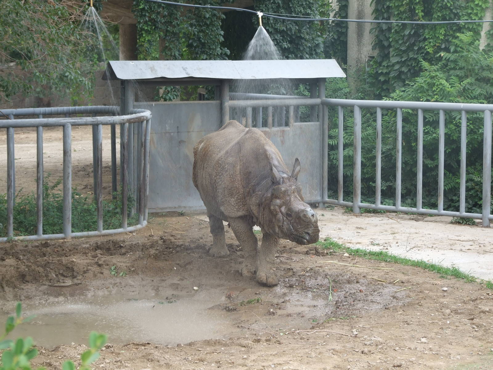 Showering Indian rhino