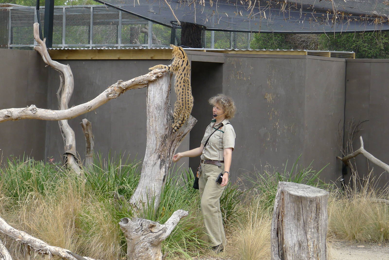 Showing her climbing skills
