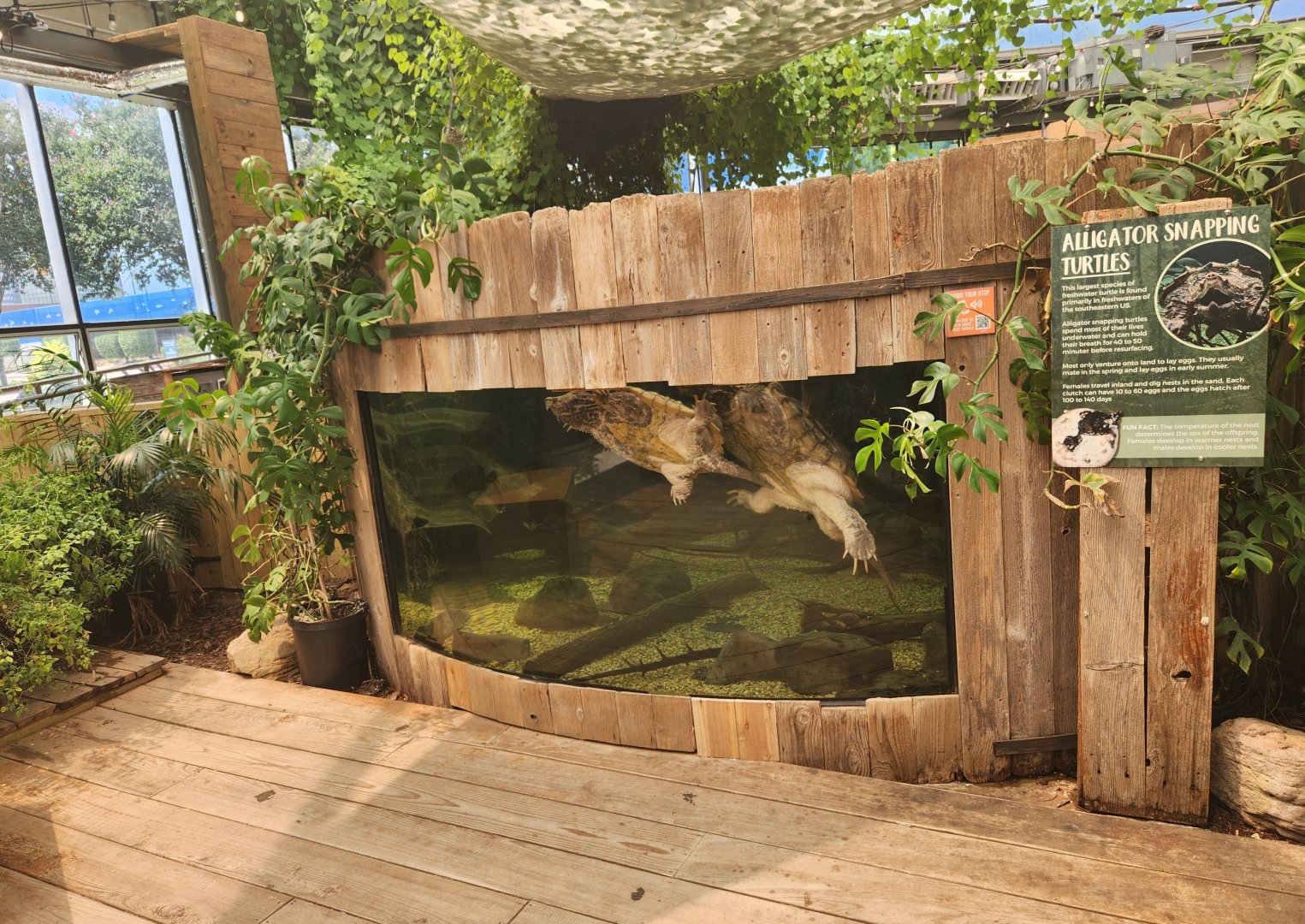 Shreveport Aquarium - Alligator Snapping Turtle exhibit