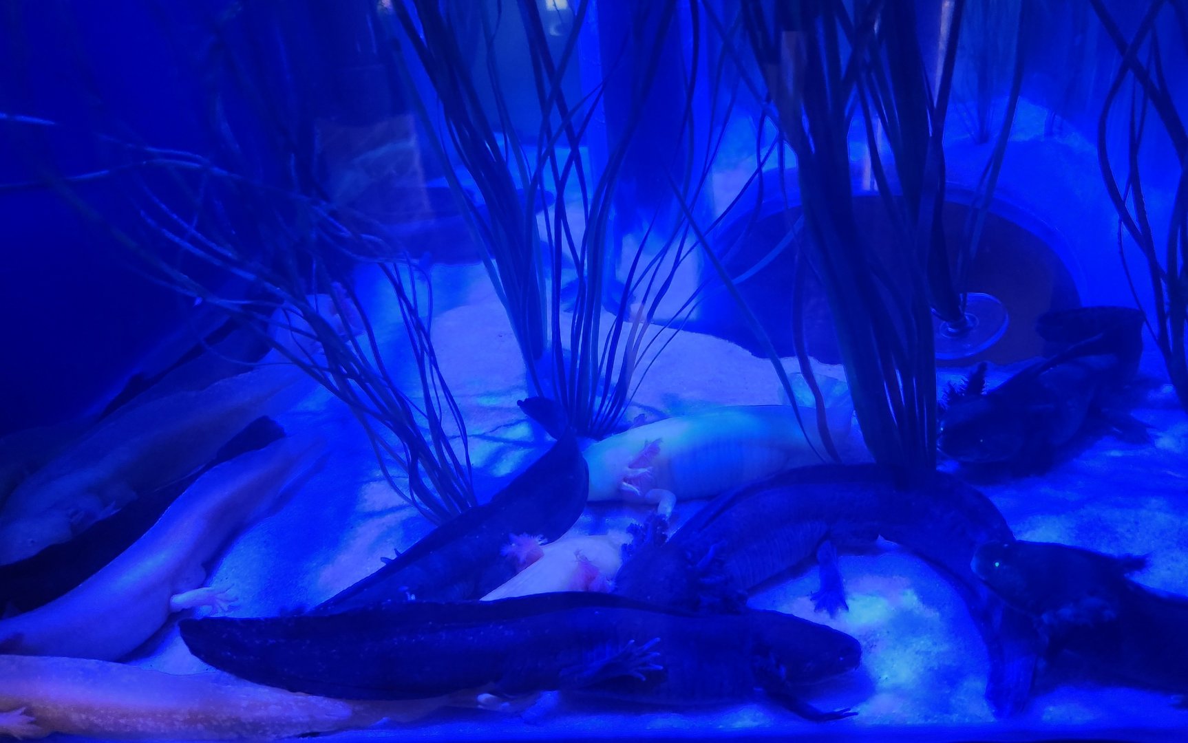 Shreveport Aquarium - Axolotl crowd