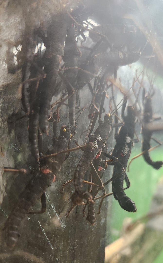 Shreveport Aquarium - Black Beauty Stickbug