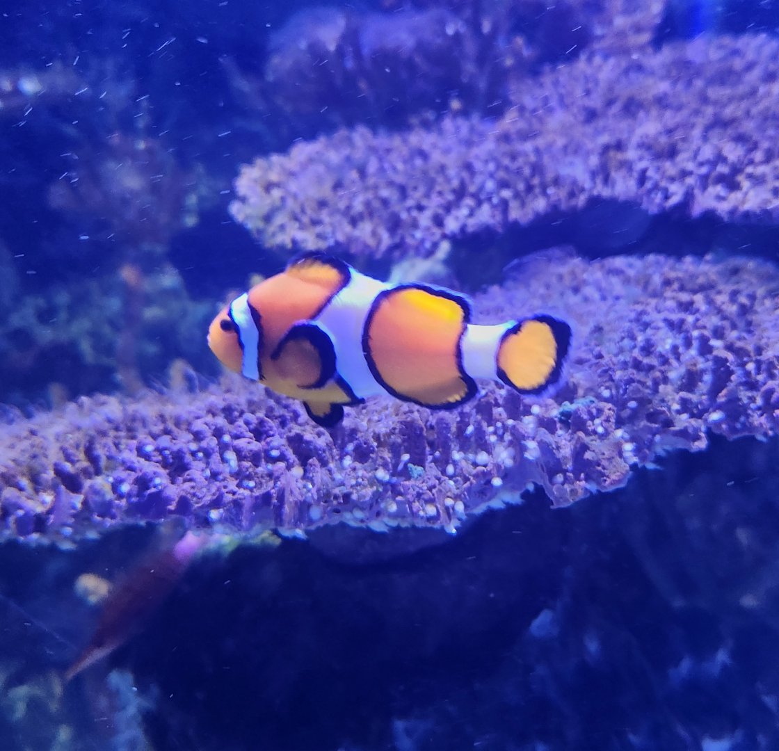 Shreveport Aquarium - Clownfish