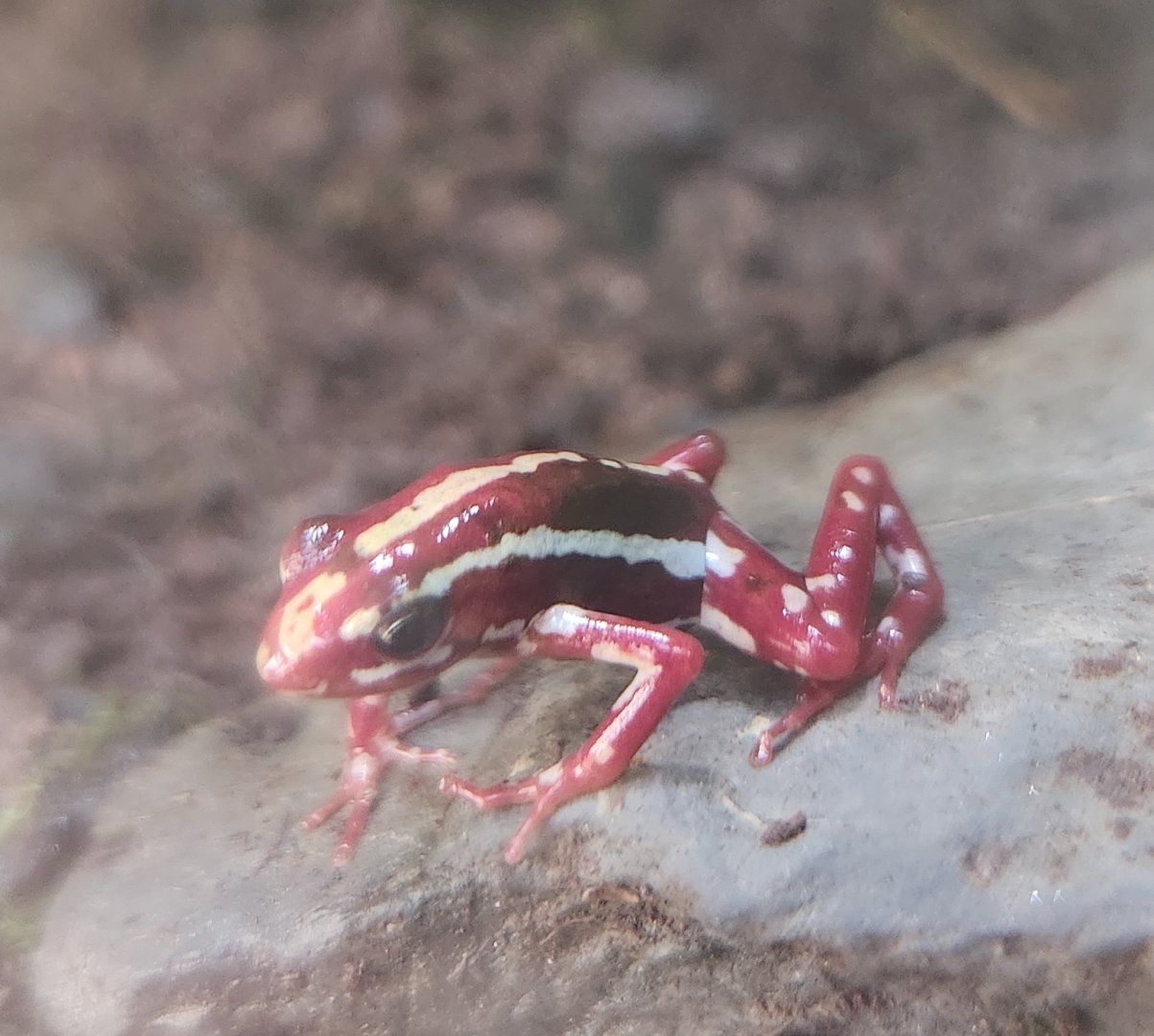 Shreveport Aquarium - Epipedobates anthonyi