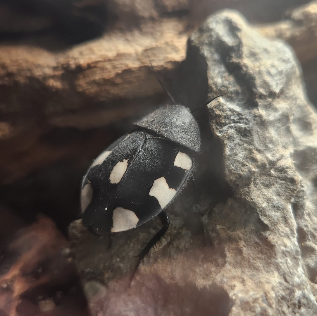 Shreveport Aquarium - Indian Domino Cockroach