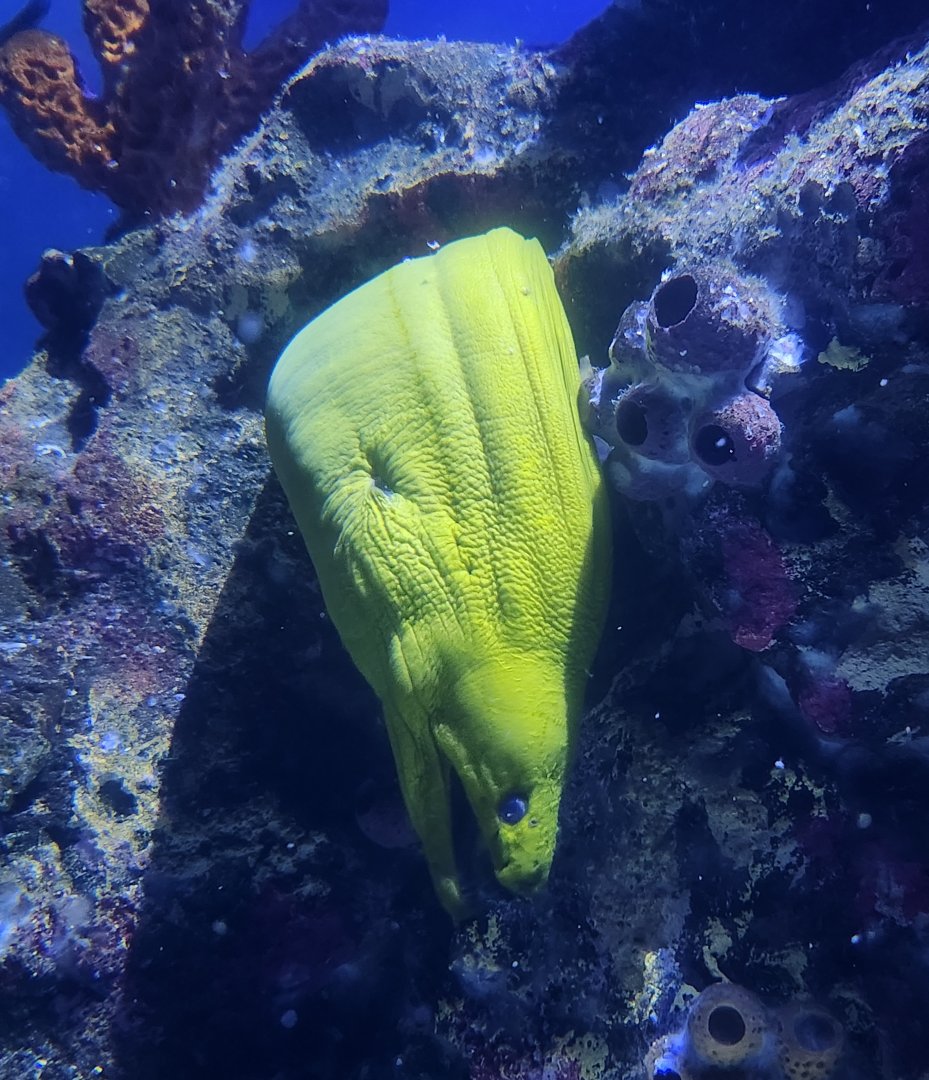 Shreveport Aquarium - Moray