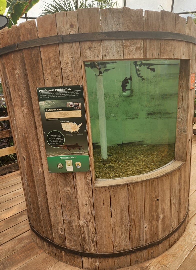 Shreveport Aquarium - Paddlefish exhibit
