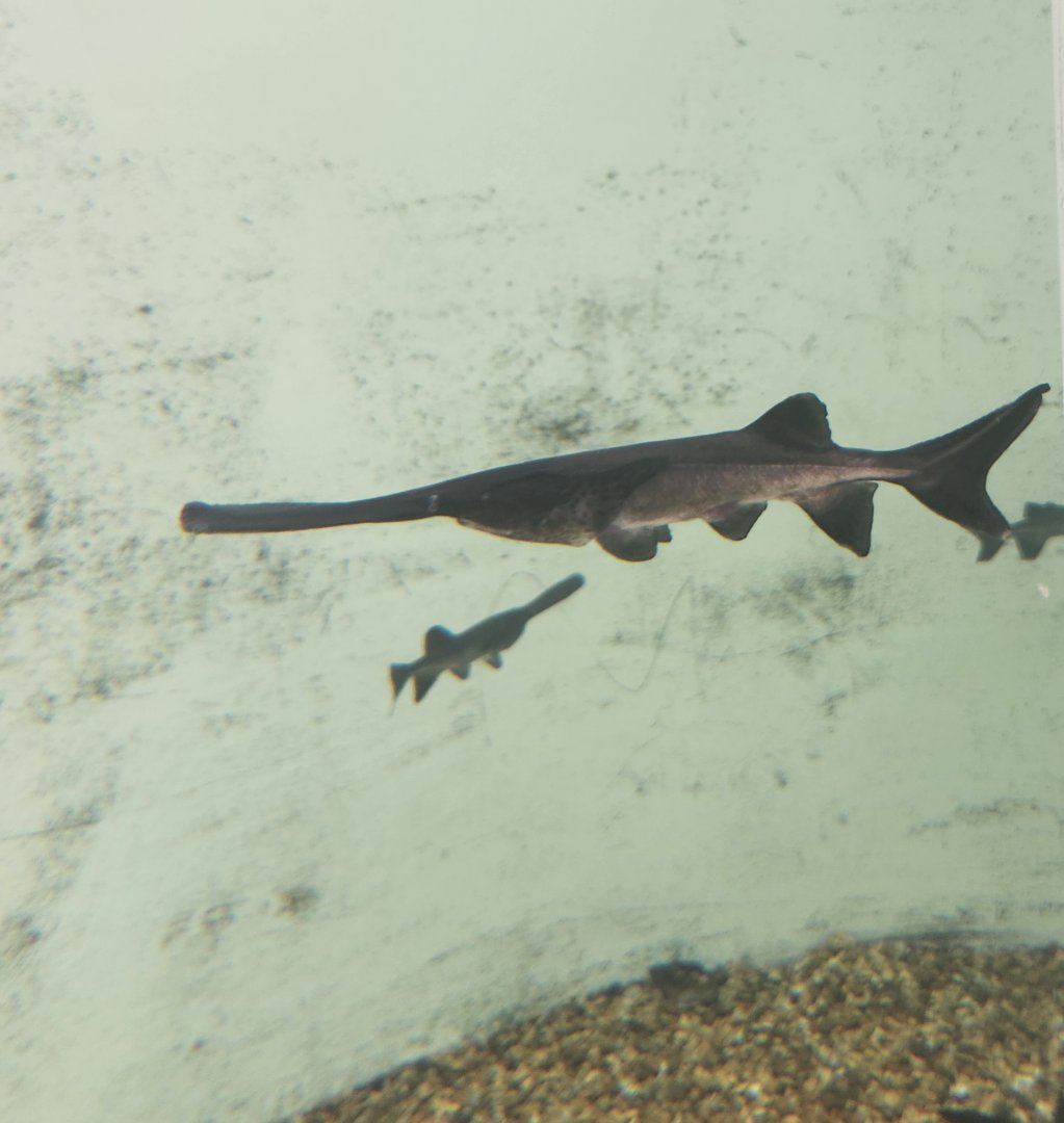 Shreveport Aquarium - Paddlefish