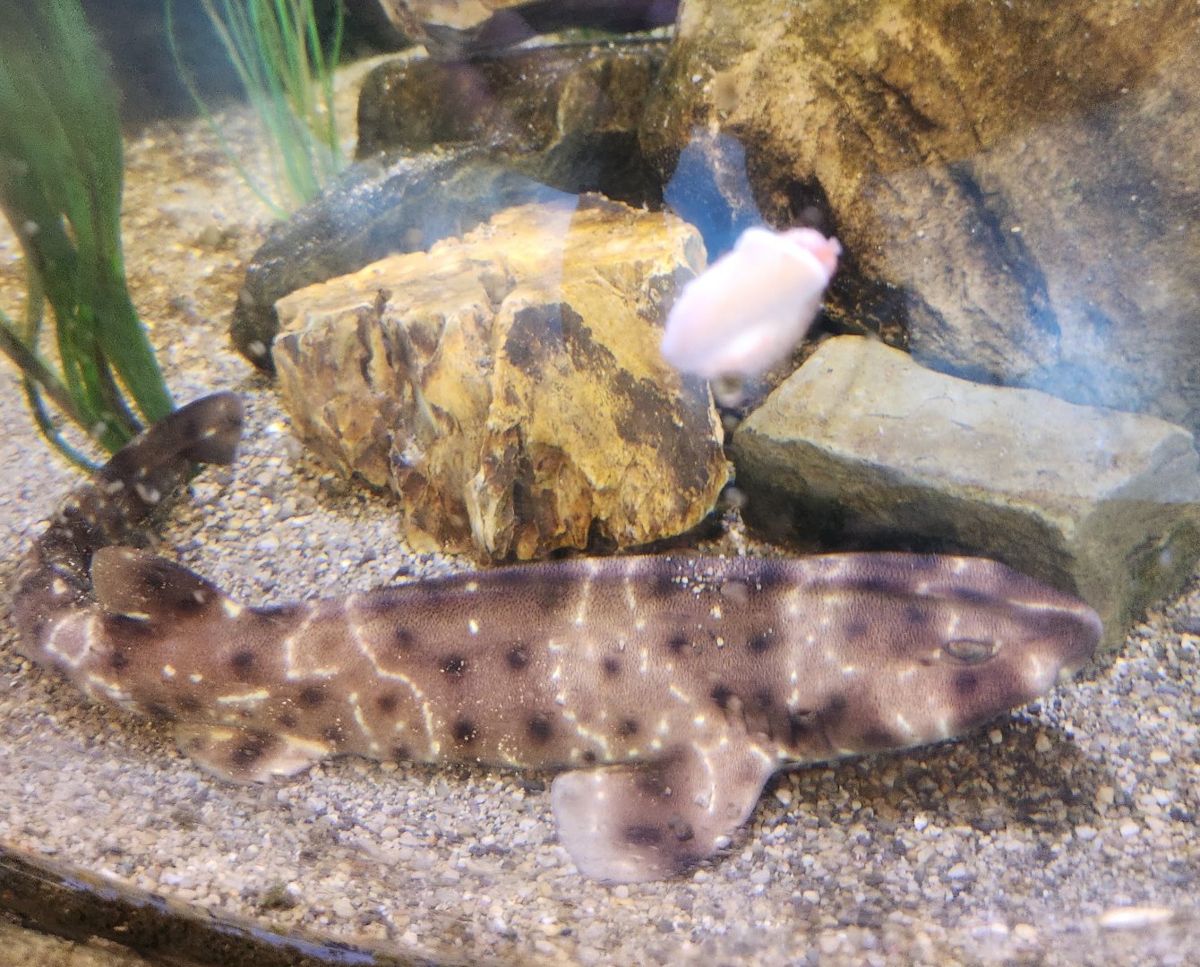 Shreveport Aquarium - Swell Shark
