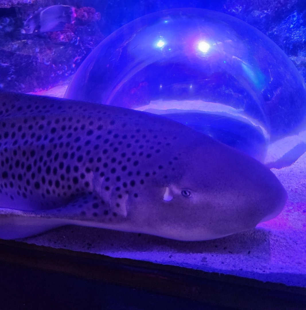 Shreveport Aquarium - Zebra Shark