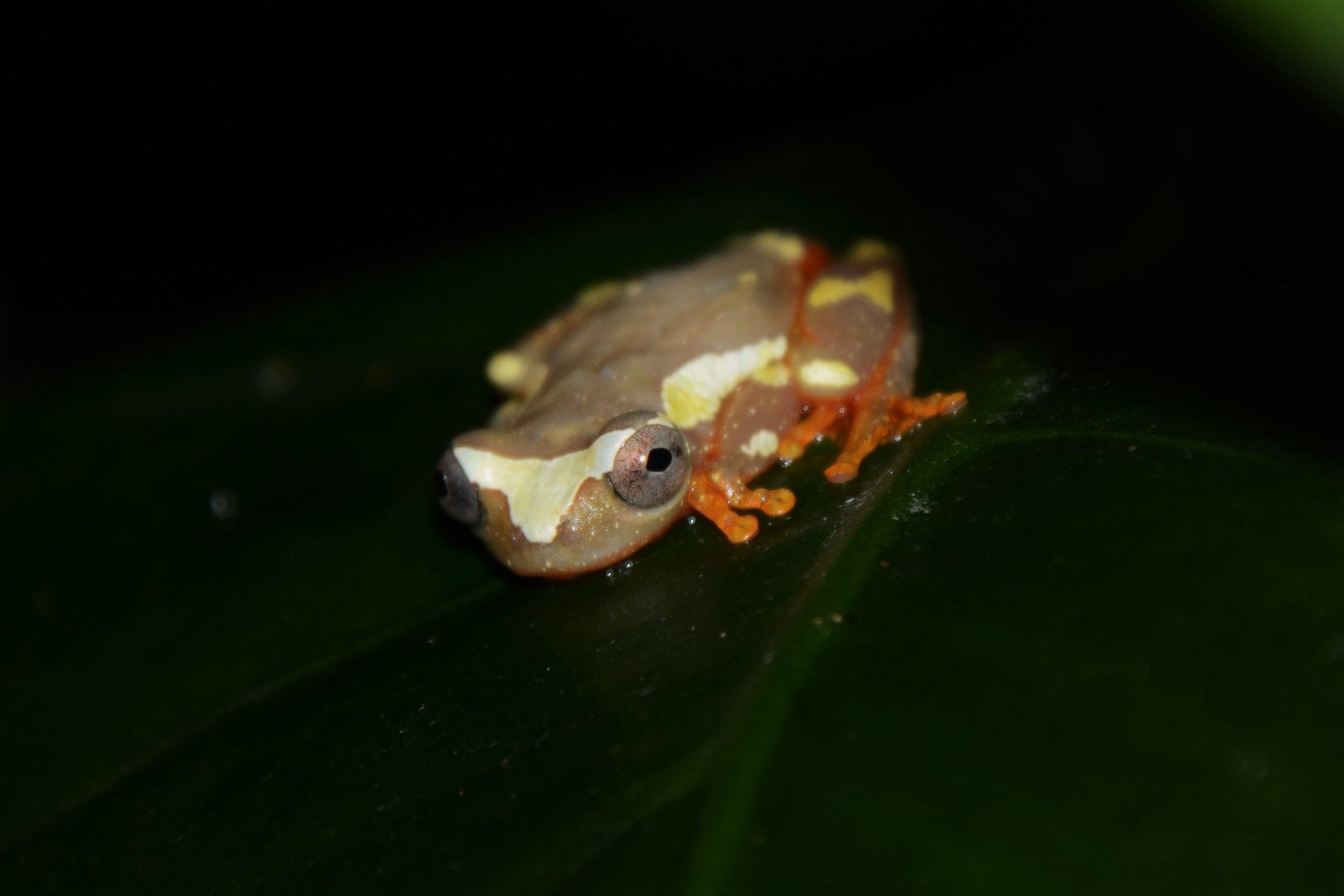 Shreve's sarayacu treefrog (Dendropsophus sarayacuensis)