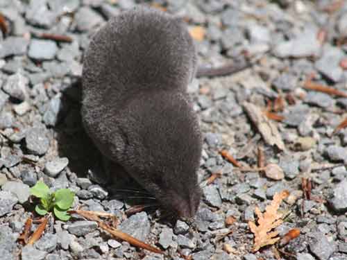 Shrew At The Zoo