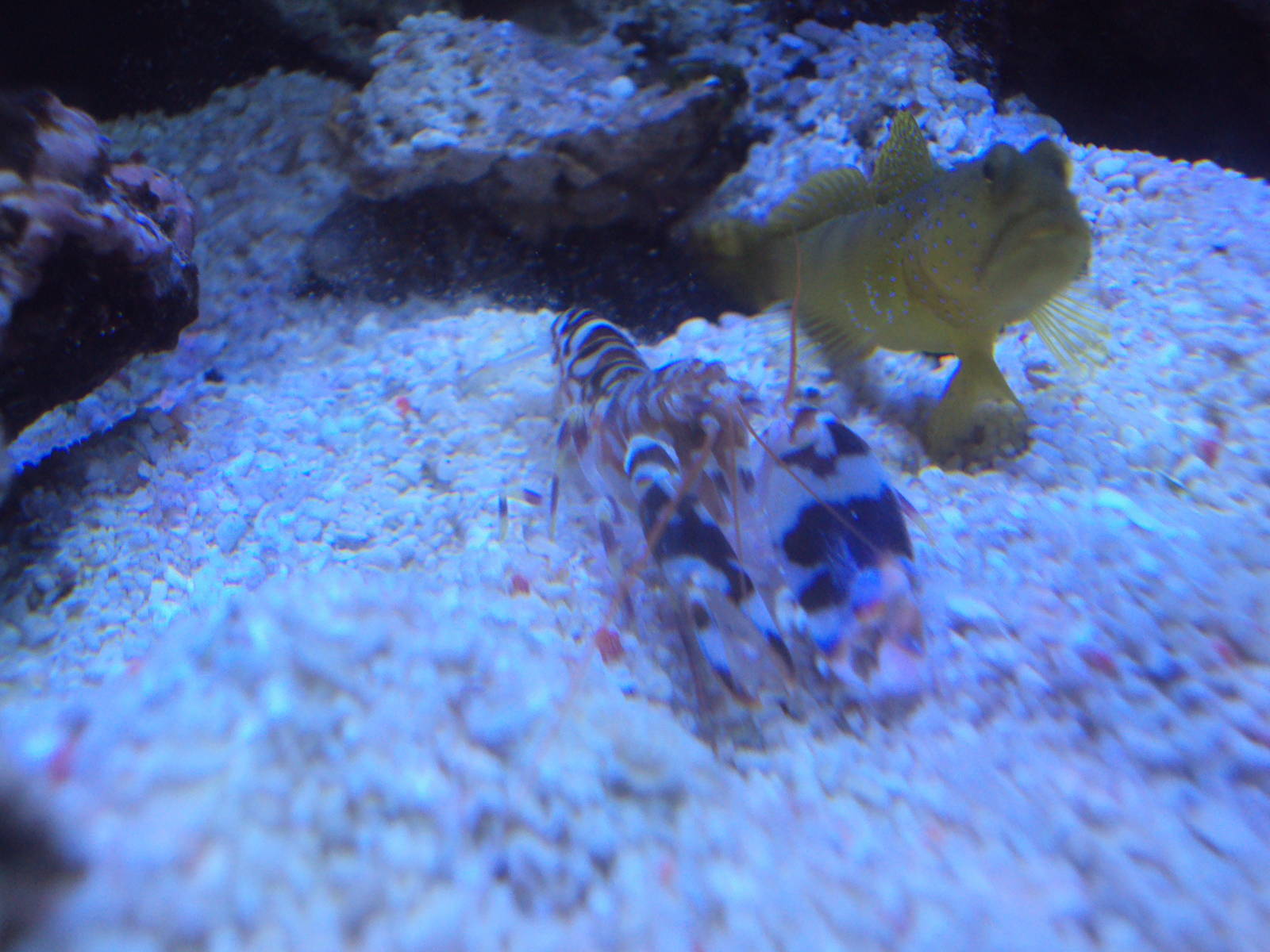 Shrimp and Fish ID please