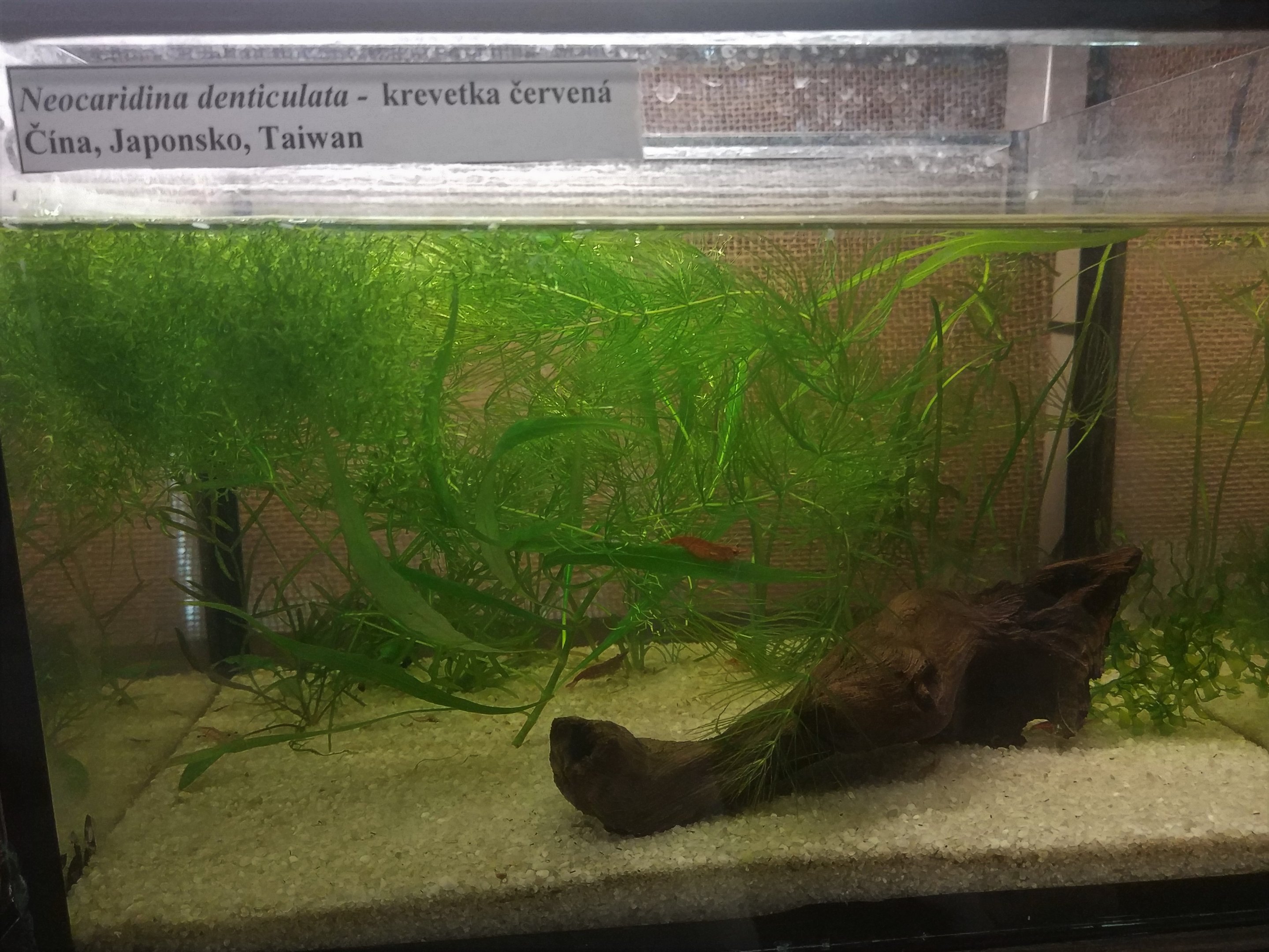 Shrimp Aquarium