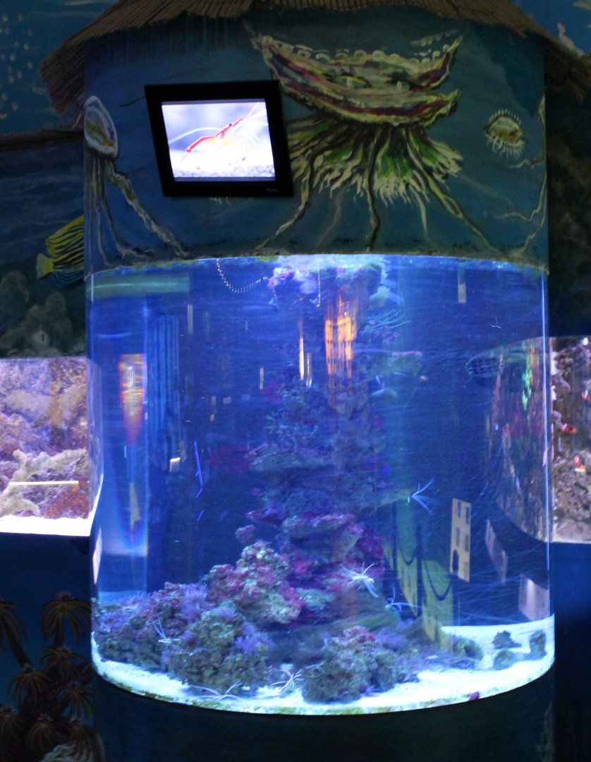 Shrimp aquarium