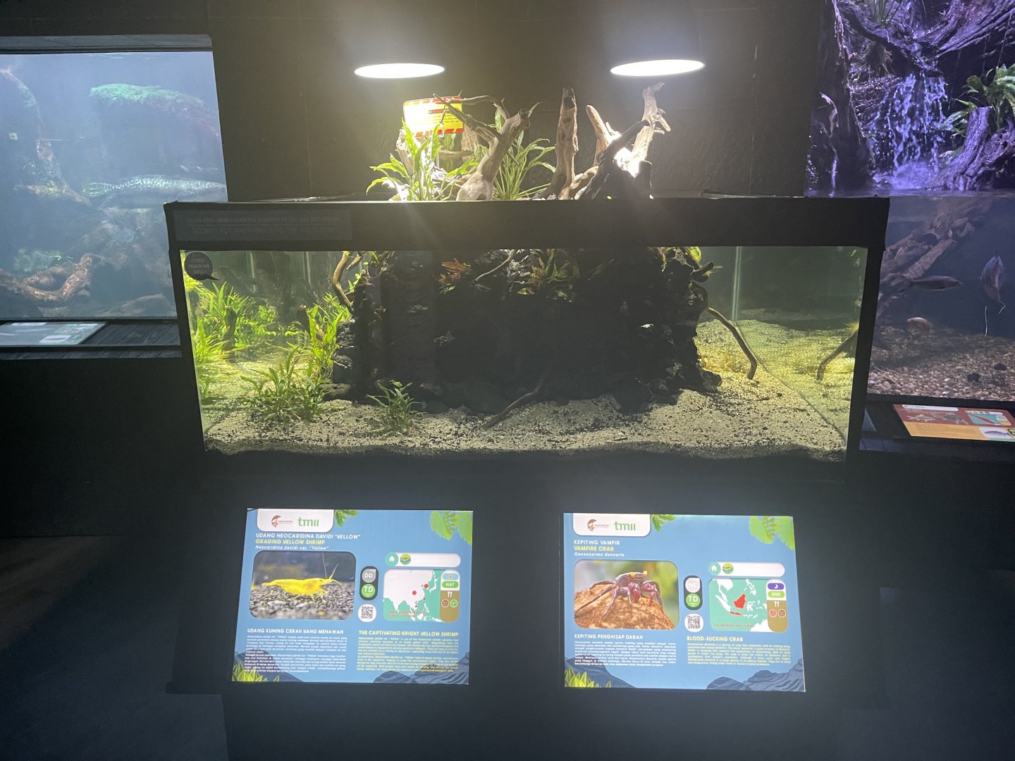 shrimp & crab tank - dunia air tawar