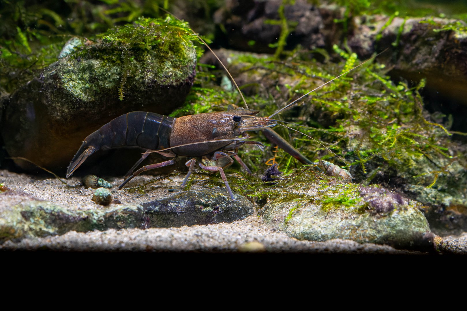 Shrimp ID - Haus des Meeres