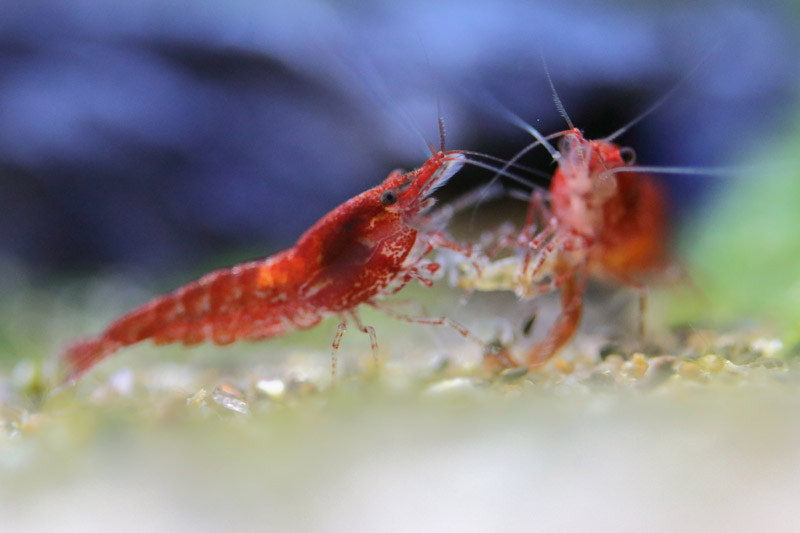 Shrimp ID - L'Aquàrium Barcelona