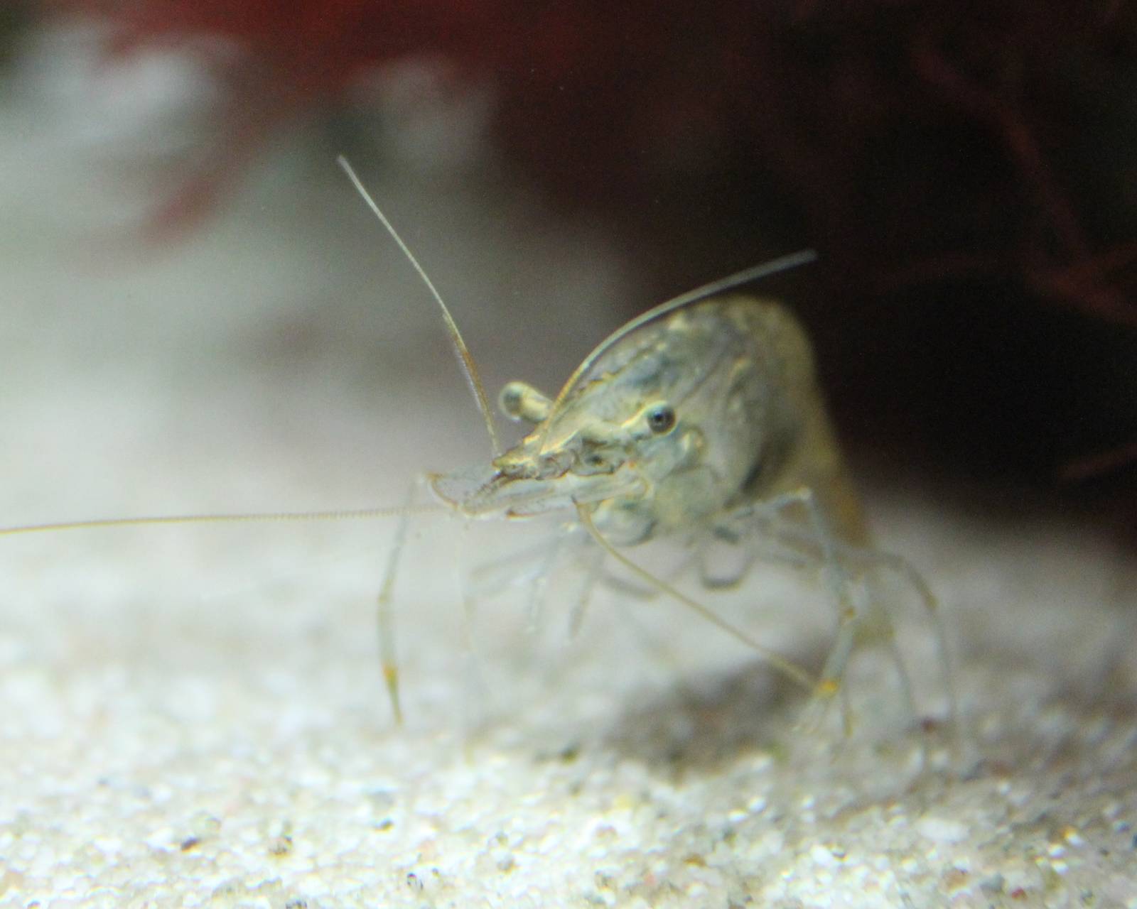 Shrimp ID