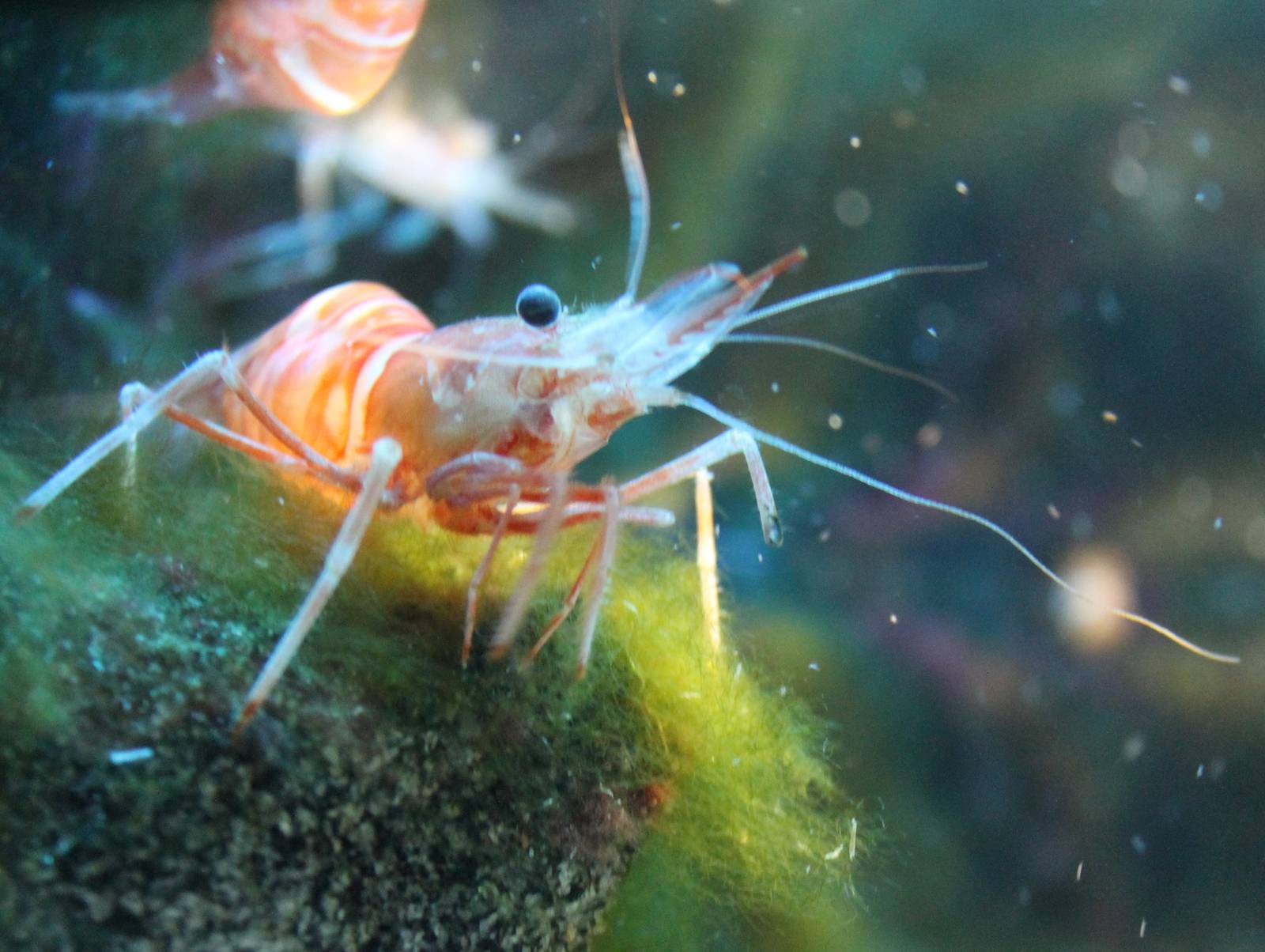 Shrimp ID