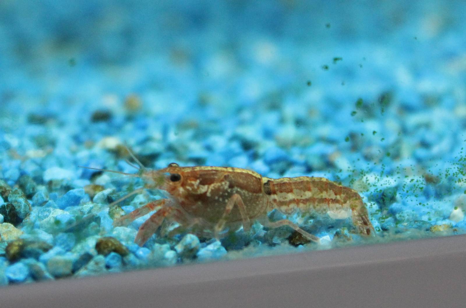 Shrimp ID