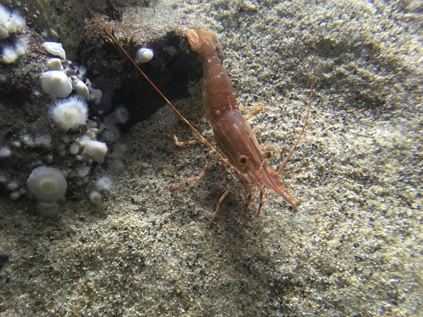 Shrimp ID?