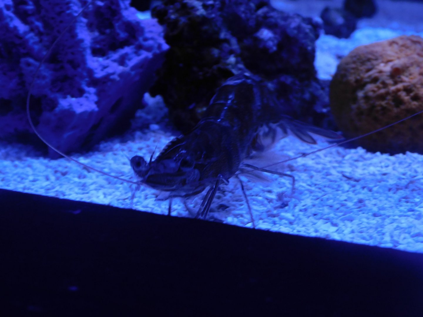Shrimp ID?