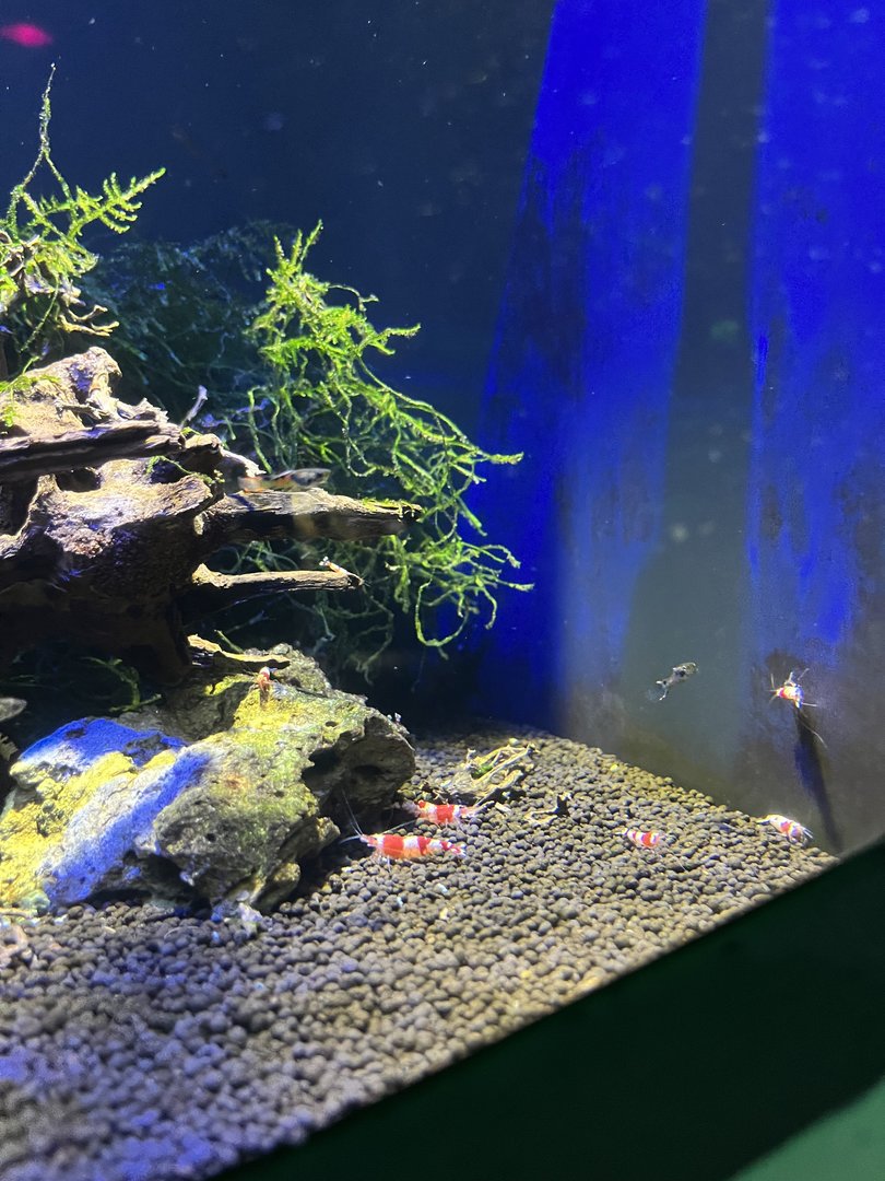 Shrimp ID