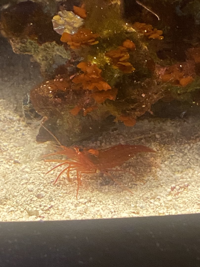 Shrimp ID?