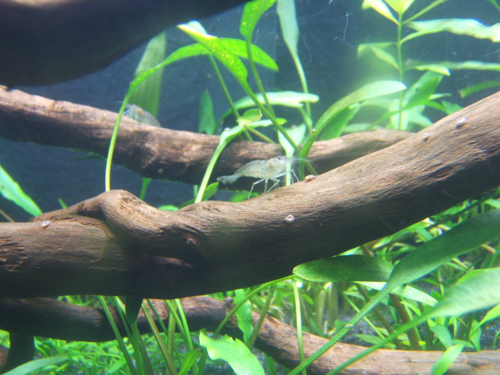 Shrimp in with Tentacled Snake