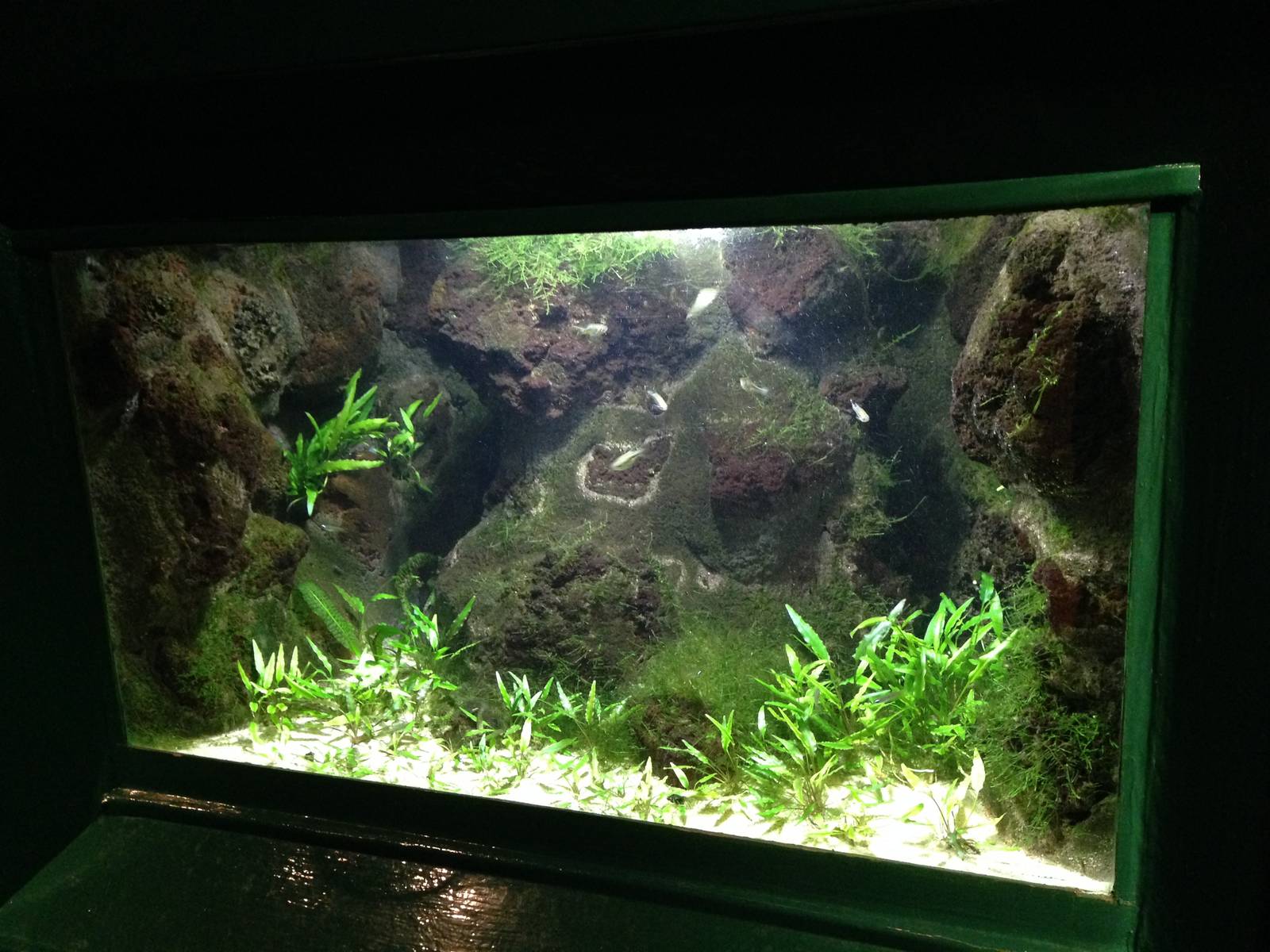 Shrimp Tank at Blue Planet Aquarium - 05/10/2013