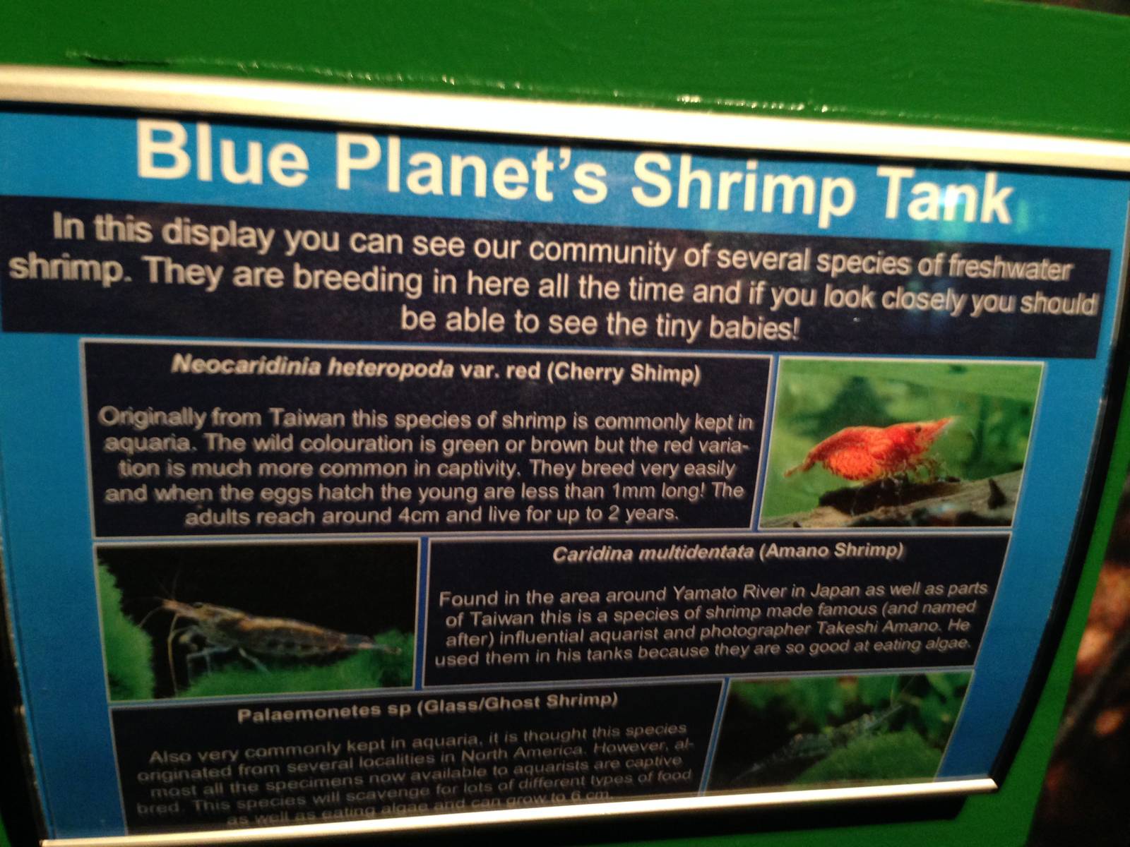 Shrimp Tank Signage at Blue Planet Aquarium - 05/10/2013